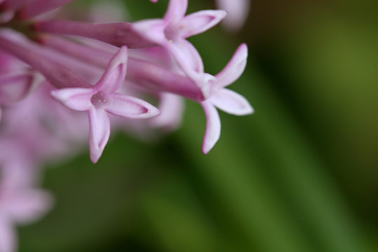 丁香花 微距