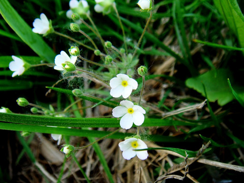 白野花