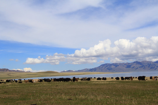 赛里木湖边放牧牦牛