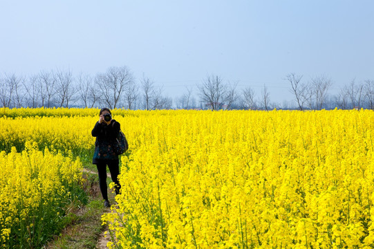 油菜花