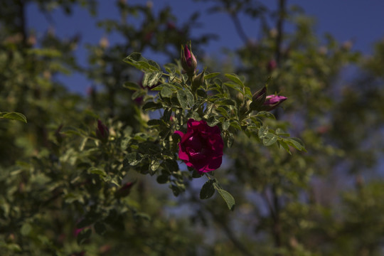 玫瑰花