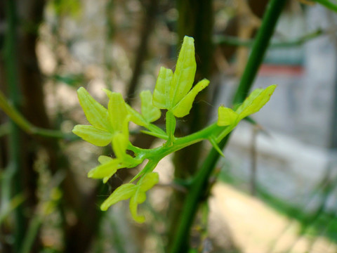 枸橘嫩芽