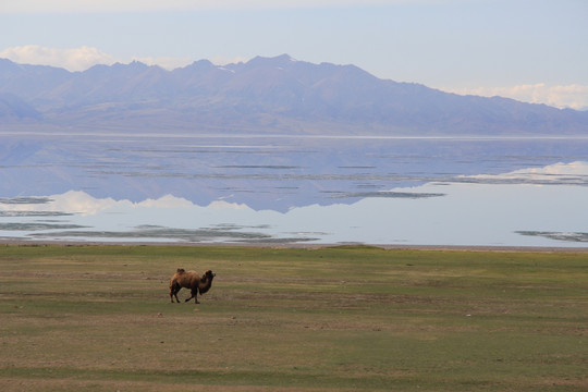 赛里木湖边的骆驼