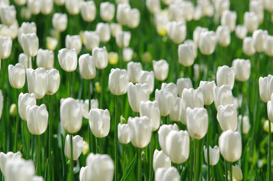 白色郁金香花丛