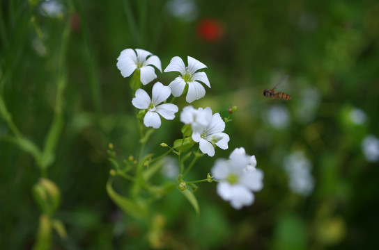 蜜语蜂花