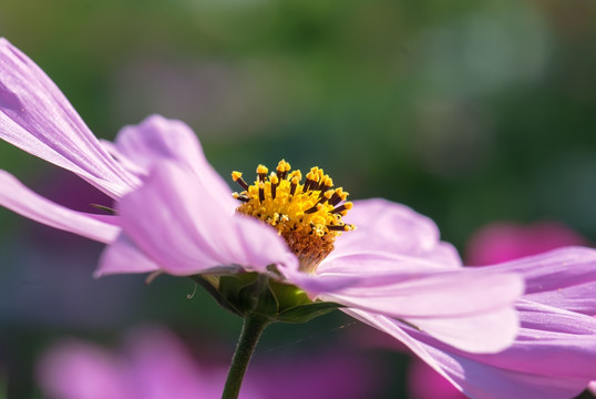 波斯菊