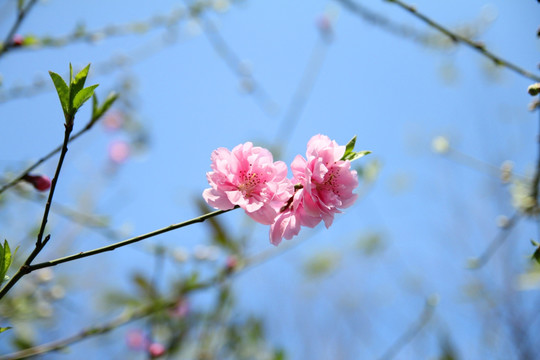 花草树木