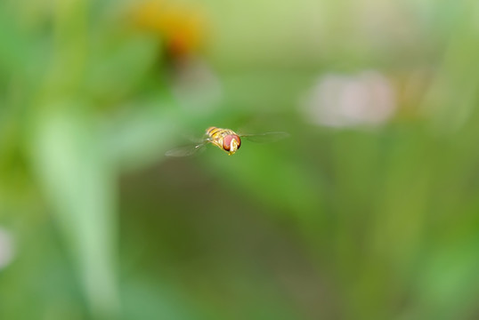 飞行的蚜蝇