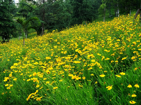 黄花满山坡