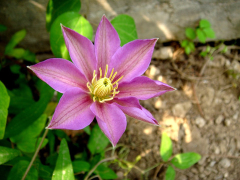 紫色草药花