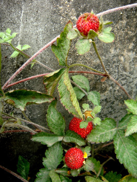 龙牙草 野草莓