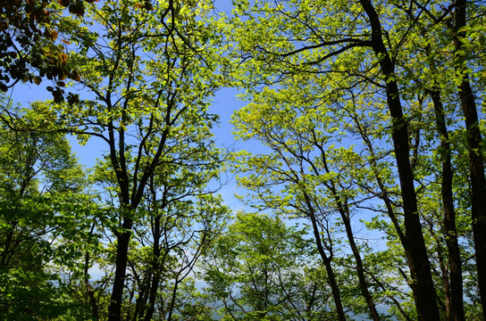 秦岭风光