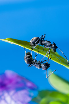合作的蚂蚁