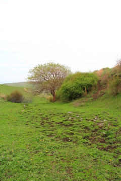 山沟里的草树