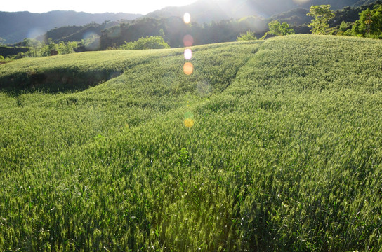 小麦田