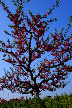 樱花满枝头