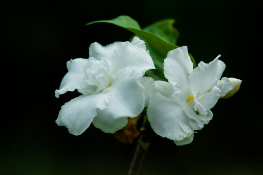 栀子花