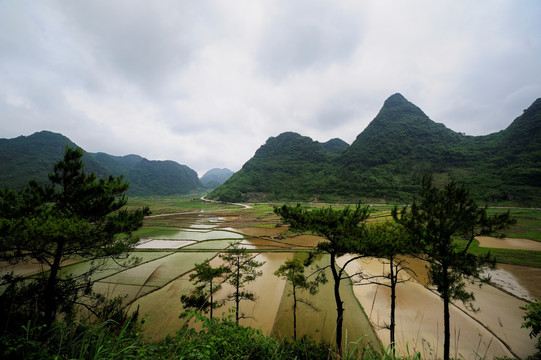 稻田