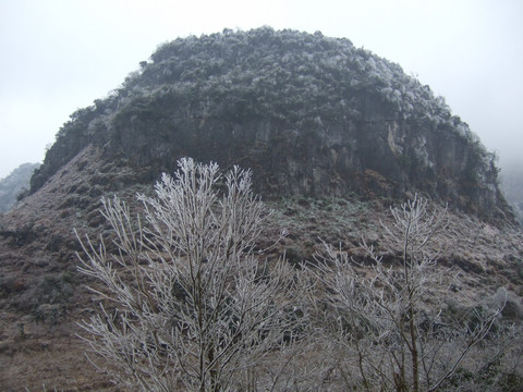 雪山树枝