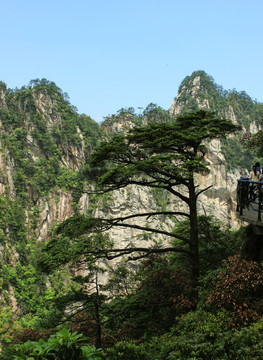 大明山迎客松