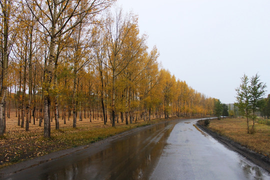 秋天林间道路