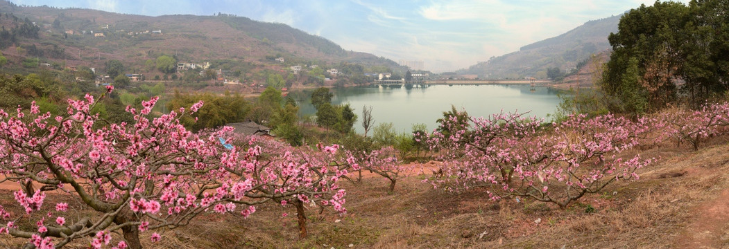 龙泉桃花沟全景图