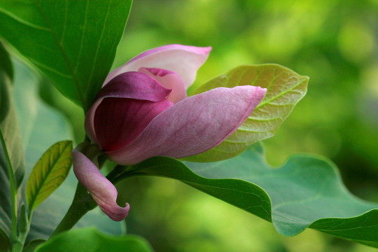 玉兰花开