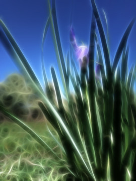 蘭花草