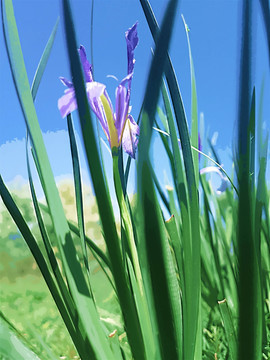 蘭花