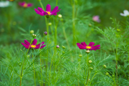 波斯菊