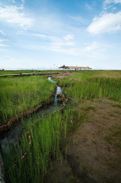 沼泽地