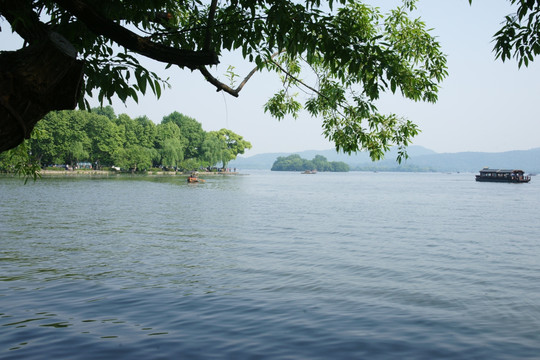 孤山古树湖面图片