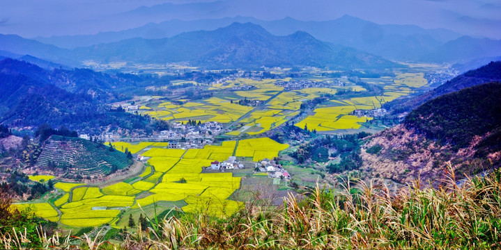 油菜花  黟县柯杜（高清大画幅