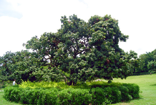 荔枝树