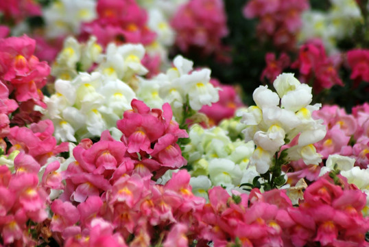 小花
