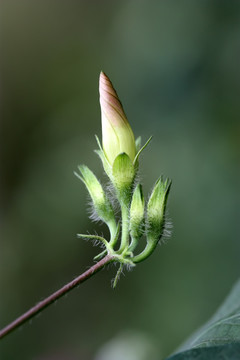 花蕾