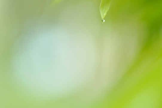 雨露