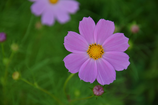 格桑花