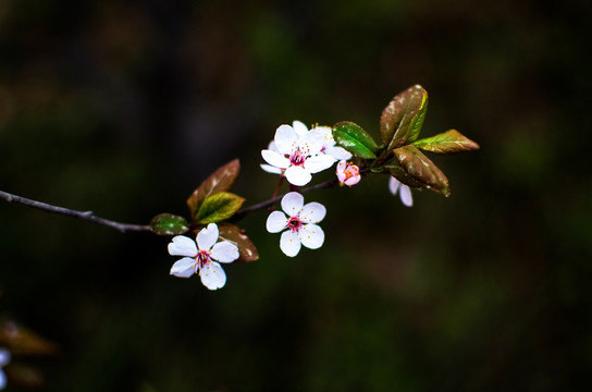 梅花