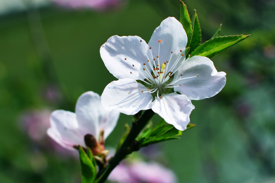 桃花