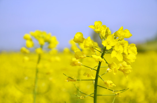 油菜花