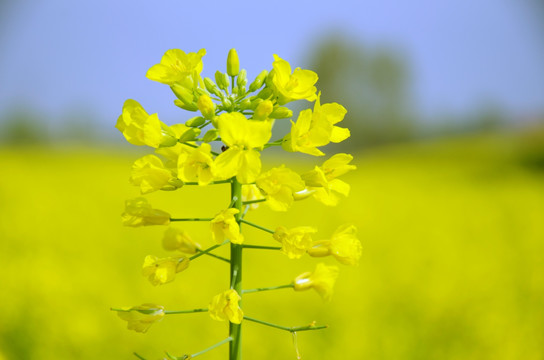 油菜花