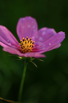 波斯菊的花蕊