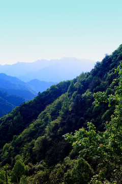 青山绿草