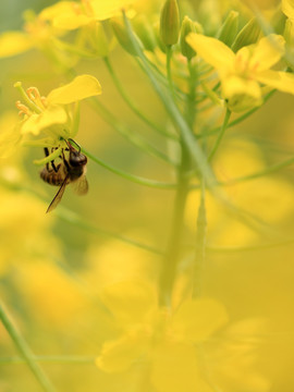 蜜蜂与油菜花