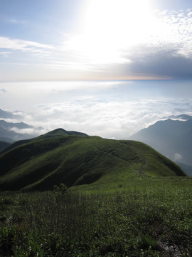 武功山 山 云 草