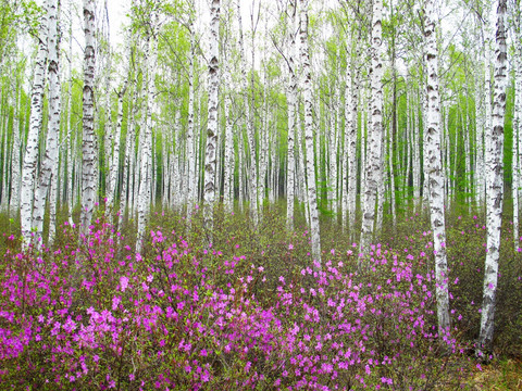 桦林花韵