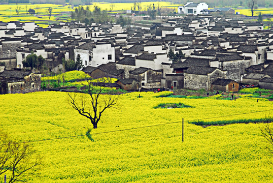 安徽 宏村 油菜花