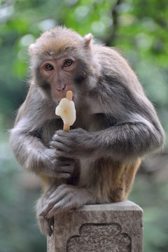 猕猴吃冰棒