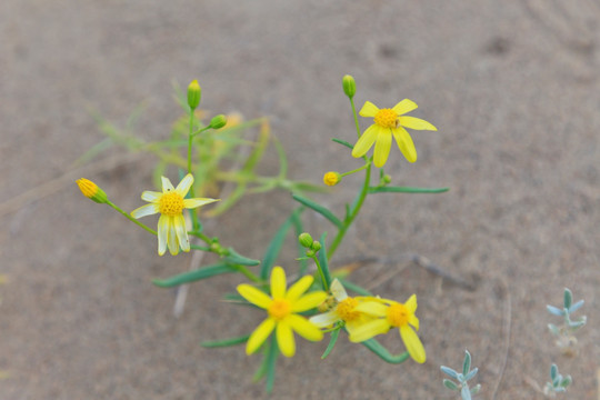 沙漠野花